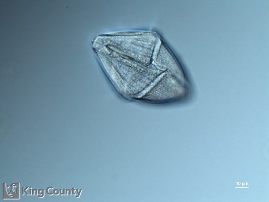 Photo of Gymnodinium gracile